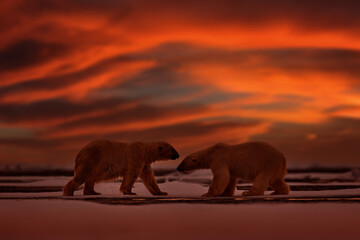 Polar bear red sunset on drifting ice with snow feeding on killed seal, skeleton and blood, wildlife Svalbard, Norway. Beras with carcass, wildlife nature. Orange sunrise with red clouds. © ondrejprosicky
