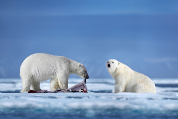 Obraz na płótnie Canvas Polar bear on drifting ice with snow feeding on killed seal, skeleton and blood, wildlife Svalbard, Norway. Beras with carcass, wildlife nature.