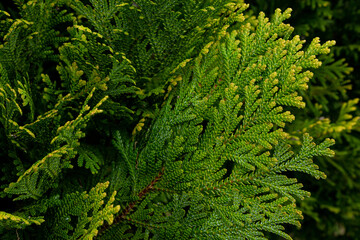 Beautiful japanese cypress leaf in the forest.