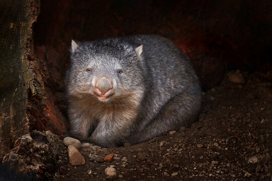Wombat, Vombatus ursinus, cute grey animal from Australia and Tasmania. Common wombats are sturdy and built close to the ground. Curious mammal from Australia. Traveling in wildlife nature, close-up.