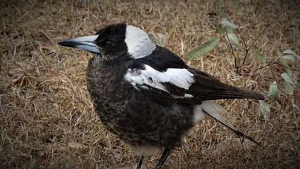 Fluffy magpie