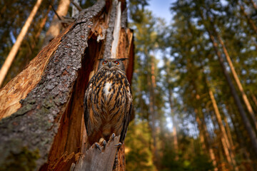 Eagle owl in the forest habitat, Germany, Europe. Wide angle lens with evening light, bird on the...