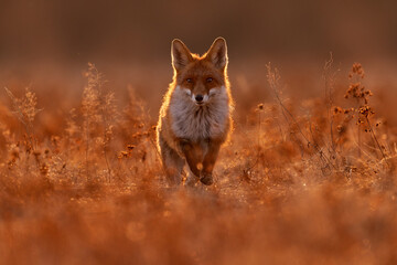 Fox sunset, orange evening light. Orange fur coat animal in the nature habitat. Fox on the green forest meadow. Red Fox hunting, Vulpes vulpes, wildlife scene from Europe. Evening sunset.