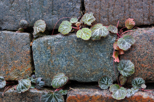 Strawberry begonia, or Saxifraga stolonifera, growing on a stone wall outdoors in a garden.
