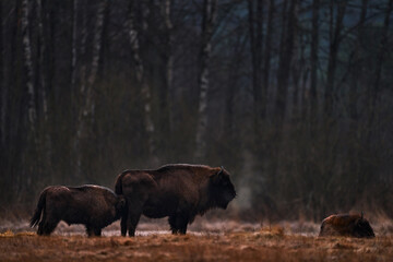 Troupeau de bisons dans la forêt d& 39 automne, scène ensoleillée avec un gros animal brun dans l& 39 habitat naturel, feuilles jaunes sur les arbres, Bialowieza NP, Pologne. Scène de la faune de la nature. Grand bison européen brun.