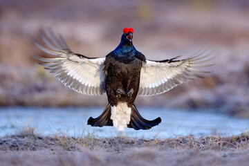 Black grouse fly in cold morning. Nice bird Grouse, Tetrao tetrix, in marshland, Finland. Spring mating season in the nature. Wildlife scene from north Europe. Black bird with red crest, flight, lek.