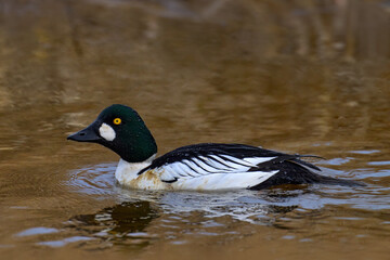 Common goldeneye, Bucephala clangula, medium-sized sea duck in the river water. Black and white bird with dark head and yellow eye in the nature habitat, Uppsala, Sweden in Europe.