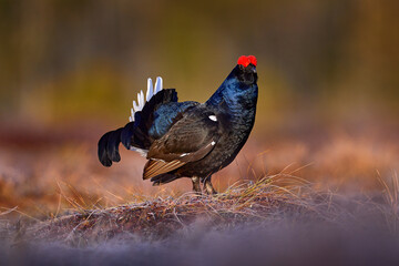 Black Grouse, Lyrurus tetrix, lekking nice black bird with red cap in marshland, animal in the...