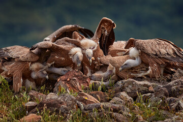 Dinner party, carcass food with vultrure fight in nature. Griffon Vulture, big bird on rocky mountain, habitat, Madzarovo, Bulgaria, Eastern Rhodopes. Wildlife scene from Balkan. Animal behaviour.