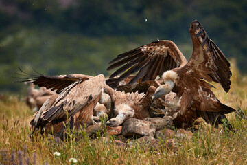 Dinner party, carcass food with vultrure fight in nature. Griffon Vulture, big bird on rocky mountain, habitat, Madzarovo, Bulgaria, Eastern Rhodopes. Wildlife scene from Balkan. Animal behaviour.