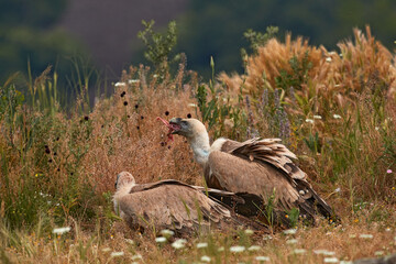 Dinner party, carcass food with vultrure fight in nature. Griffon Vulture, big bird on rocky mountain, habitat, Madzarovo, Bulgaria, Eastern Rhodopes. Wildlife scene from Balkan. Animal behaviour.