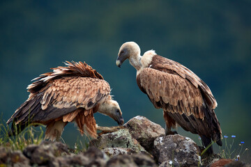 Two vultures, pair. Griffon Vulture, Gyps fulvus, big birds of prey sitting on rocky mountain, nature habitat, Madzarovo, Bulgaria, Eastern Rhodopes. Wildlife from Balkan. Wildlife scene from nature.