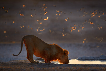 Lions drinking water. Portrait of African lions, Panthera leo, detail of big animals, Etosha NP,...
