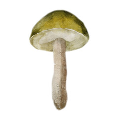 Watercolor illustration, image of a mushroom. Boletus.
