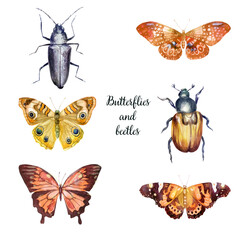 Watercolor illustration, set. Beetles and butterflies. Watercolor drawing of insects.