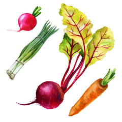 Watercolor illustration, set. Radishes, beets, carrots, green onions. Watercolor drawing of vegetables.
