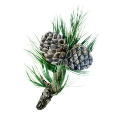Watercolor illustration. Pine cone isolated. Watercolor drawing.