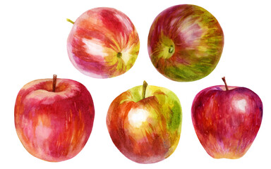 Watercolor illustration set. Watercolor red apple, rose apple and apple slice.