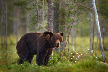 Obraz na płótnie Canvas Summer wildlife. Bear standing, sit up on its hind legs, somerr forest with cotton grass. Dangerous animal in nature forest and meadow habitat. Wildlife scene from Finland near Russian border.