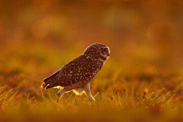 Brazil wildlife, sunset with owl. Burrowing Owl, Athene cunicularia, sun light, animal in the nature habitat, Mato Grosso, Pantanal, Brazil. Wildlife scene from nature.
