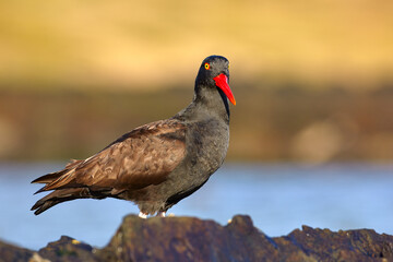 Wildlife, Falklnad Islands. Blakish oystercatcher, Haematopus ater, with bill in the water, black...