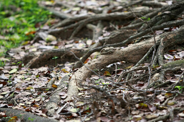 Wooden Bark in the garden , Close up Texture