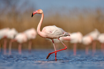 Greater Flamingo, Phoenicopterus ruber, beautiful pink big bird with long neck in dark blue water, with evening sun, animal in the nature habitat, Italy. Wild from Europe. Flamingo, wildlife.