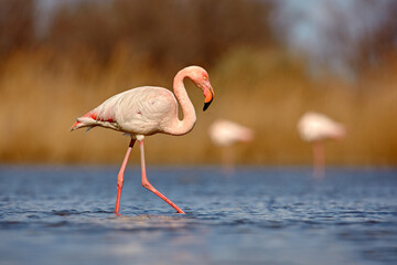 Greater Flamingo, Phoenicopterus ruber, beautiful pink big bird with long neck in dark blue water, with evening sun, animal in the nature habitat, Italy. Wild from Europe. Flamingo, wildlife.