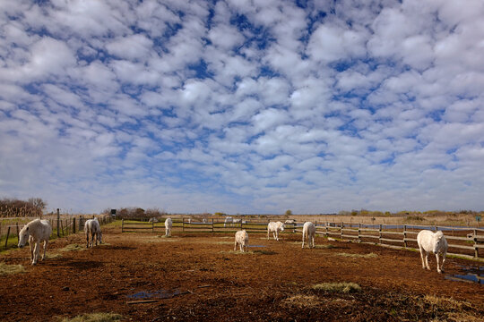 Sunny day. Nice white horse feeding on hay with three horses in background, dark blue sky with clouds, Camargue, France.