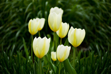 White tulip petals on green background. Selective focus.