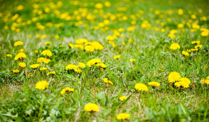 Yellow dandelions in the meadow. Selective focus.