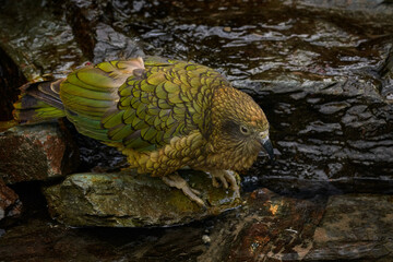 Kea parrot drink river water, Nestor notabilis, green bird in the nature habitat, mountain in the...