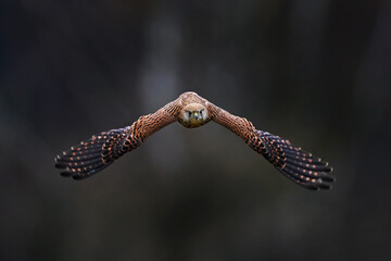 Czech wildlife. Kestrel flight on the tree branch with fungi. Falco tinnunculus, little bird of prey in the nature habitat, Czech Republic. Wildlife scene from nature. Bird fly.