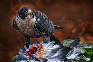 Falcon feeding behaviour.  Peregrine Falcon, bird of prey sitting forest moss stone with catch during autumn season, Germany. Falcon witch killed dove. Wildlife scene from snowy nature.