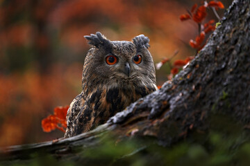 Wildlife in autumn. Eurasian Eagle Owl, Bubo Bubo, sitting on the tree stump block, wildlife photo in the forest with orange autumn colours, Slovakia. Bird in the forest, wildlife nature.