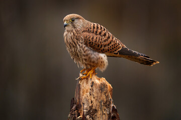 Czech wildlife. Kestrel sitting on the tree branch with fungi. Falco tinnunculus, little bird of...