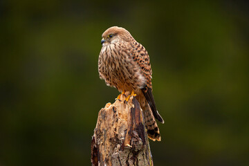 Czech wildlife. Kestrel sitting on the tree branch with fungi. Falco tinnunculus, little bird of prey in the nature habitat, Czech Republic. Wildlife scene from nature.