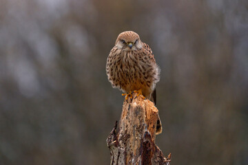 Czech wildlife. Kestrel sitting on the tree branch with fungi. Falco tinnunculus, little bird of prey in the nature habitat, Czech Republic. Wildlife scene from nature.