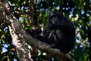 Chimpanzee, Pan troglodytes, on the tree in Kibale National Park in Uganda, dark forest. Black monkey in the nature habitat, Uganda in Africa. Chimpanzee in habitat, wildlife nature. Monkey primate.