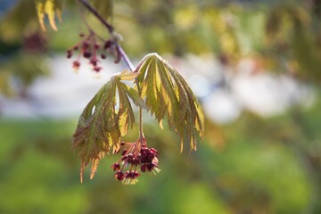 maple leaves in summer sun