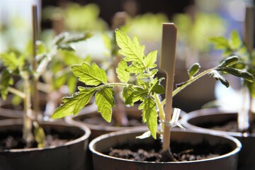 tomato plant agriculture background