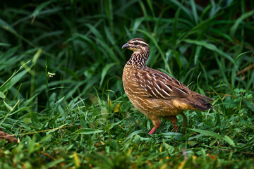 Crested Francolin, Dendroperdix sephaena, bird in the nature habitat, Murchinson Fall NP, Uganda in Africa. Evening light with bird sitting on the tree trunk.