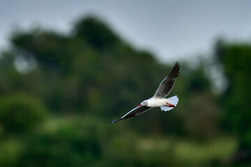Grey-headed gull, Chroicocephalus cirrocephalus, bird fly, green vegetation background. Gull flight in the nature habitat, Okawnago, Botswana.