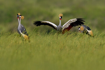 Bird dance. Crane love. Grey crowned crane, bird love, Balearica regulorum, with dark background....