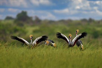 Bird dance, Crane love. Grey crowned crane, bird love, Balearica regulorum, with sky background. Bird head with gold crest in sunny day, Africa, Murchison NP, Uganda. Big bird fly in the nature.