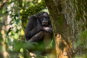 Chimpanzee, Pan troglodytes, on the tree in Kibale National Park, Uganda, dark forest. Black monkey...