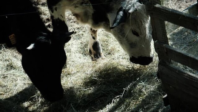 deux vaches broutent paisiblement du foin dans un joli  enclos en bois à la campagne - UHD