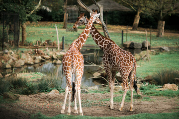 Giraffes at the zoo by the pond