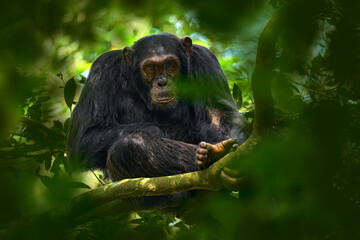Uganda wildlife. Chimpanzee, Pan troglodytes, on the tree in Kibale National Park, Uganda, dark...