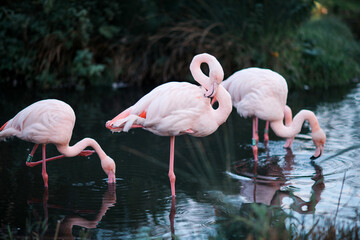 Pink flamingos in their natural habitat